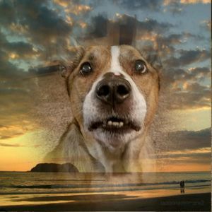 Meet your Posher, Sherry